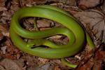 Rough Green Snake.