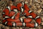 A Red Milk Snake From Fulton County, KY.