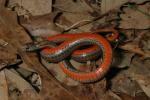 Redbelly Snake.