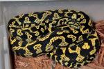 Python Pete Line Breeder Female.