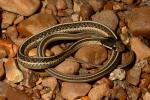 Eastern Ribbon Snake.