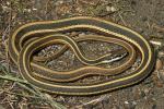 Eastern Ribbon Snake.