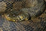 Diamondback Water Snake Close Up.