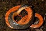 A Copperbellied Water Snake.