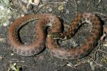 Kirtland Snake.