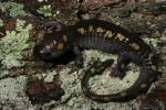 Spotted Salamander. 