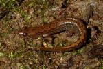 Spotted Dusky Salamander.