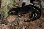 Mole Salamander.