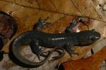 Jefferson's Salamander.