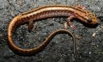 Three Line Salamander.