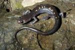 Wherle's Salamander.