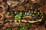 Eastern Tiger Salamander.