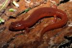 Kentucky Spring Salamander.