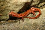 Cave Salamander.