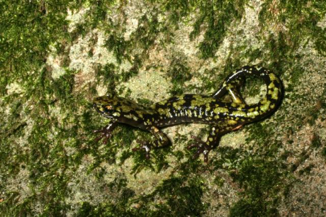 Green Salamander.