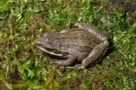 Upland Chorus Frog.