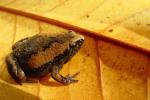 Narrowmouth Toad.