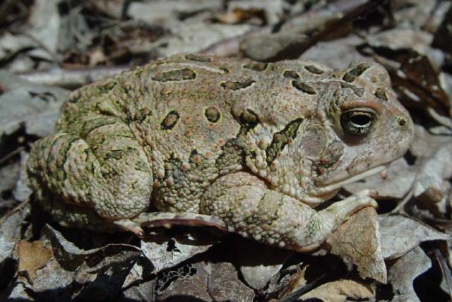 Fowler's Toad.