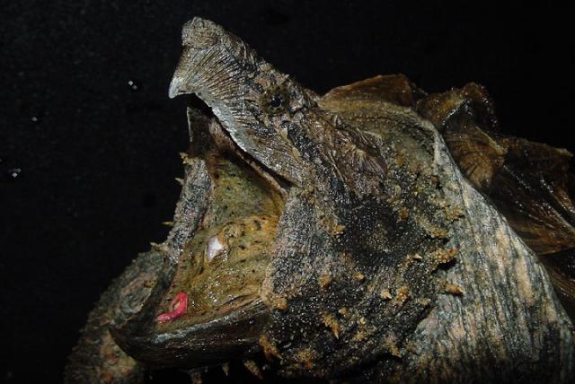 Alligator Snapping Turtle.