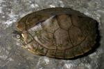 Ouachita Map Turtle.