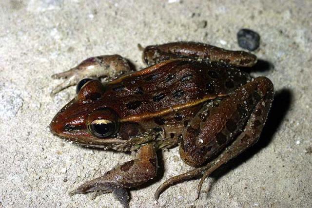 Southern Leopard Frog.