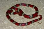 Scarlet Snake.