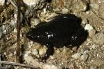 Melanistic Narrowmouth Toad.