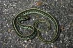 Garter Snake From Everglades.