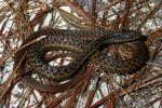 Garter Snake From North Florida.