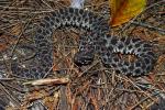 Pygmy Rattlesnake.