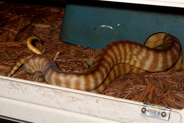 Womas Breeding 31 October 2009. Male With Larger Female.