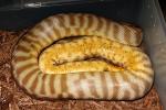 Gravid Woma Smaller Female Dam Of 2010 Clutch #2.