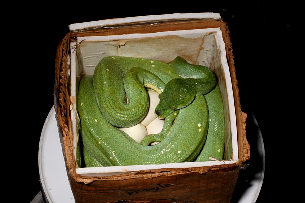 Sorong Clutch Laid 28 March 2010.