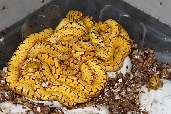 Half Of The Sorong 2010 Clutch Hatched 22 May.