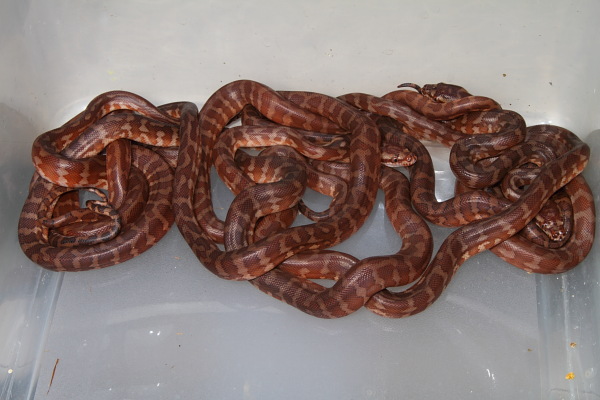 2010 Clutch Hatched 10 May.