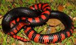 Gravid Mud Snake From Graves County, KY.