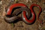 Kirtland's Snake