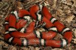Red Milk Snakes