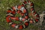Scarlet Snakes