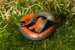 Red Belly Snakes
