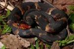 Broad Banded Water Snakes