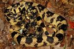 Northern Pine Snakes