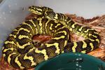 A Male Jungle Carpet Python From Selective Bred Hare Lines Ready To Breed In 2011.