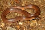 Earth Snake Found 2010.