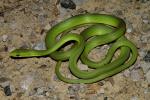 A Rough Green Snake Found 2010.