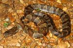 Midland Water Snake Found 2010.