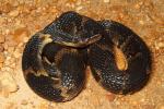 Broad Banded Water Snake Found 2010.