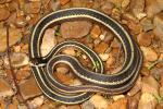 Eastern Ribbon Snake Found 2010.