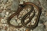 Eastern Ribbon Snake Found 2010.