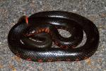 Western Mud Snake Found April 2011 In Graves County, KY.